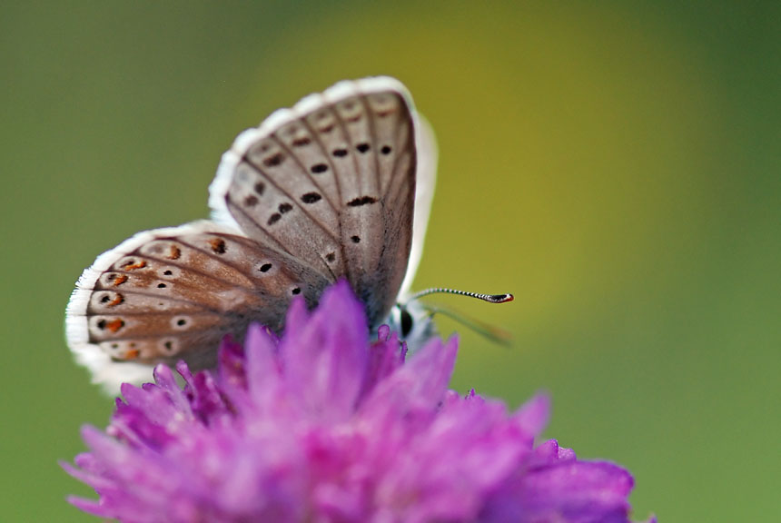 Lycaenidae da id. - Polyommatus (Meleageria) coridon